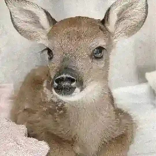 bambi_shop!!🦌