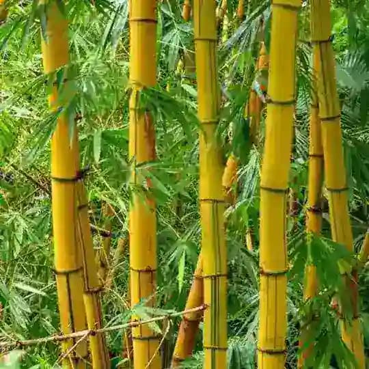 Bambu Kuning