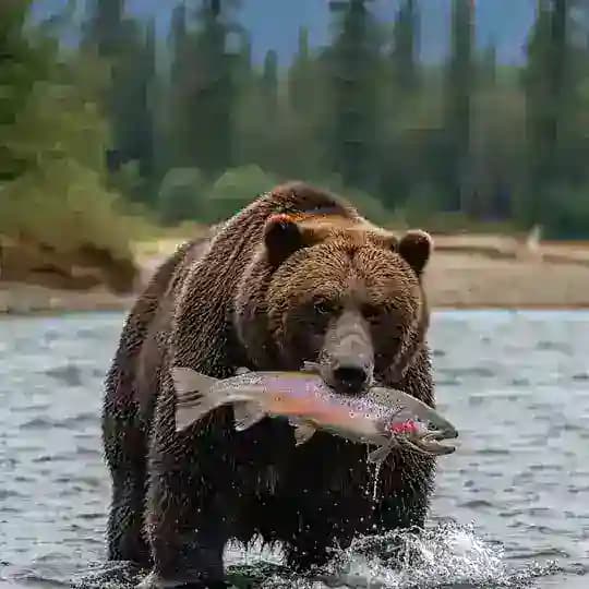 Лесные жители