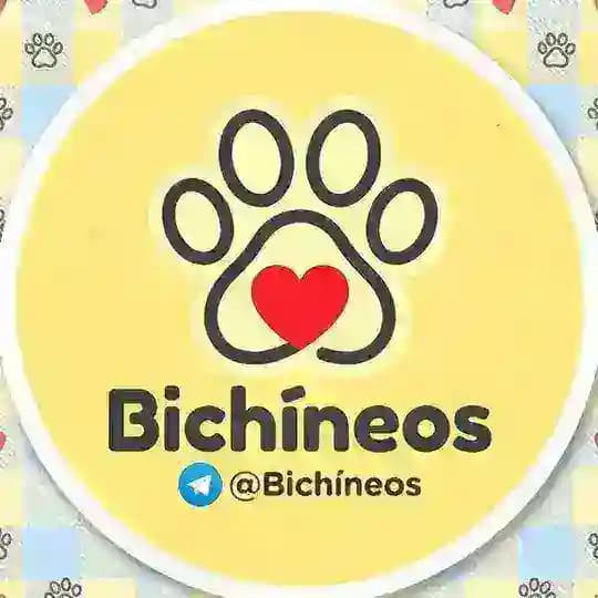 🐾 |BICHÍNEOS| Fofura diária