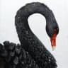 BlackSwan
