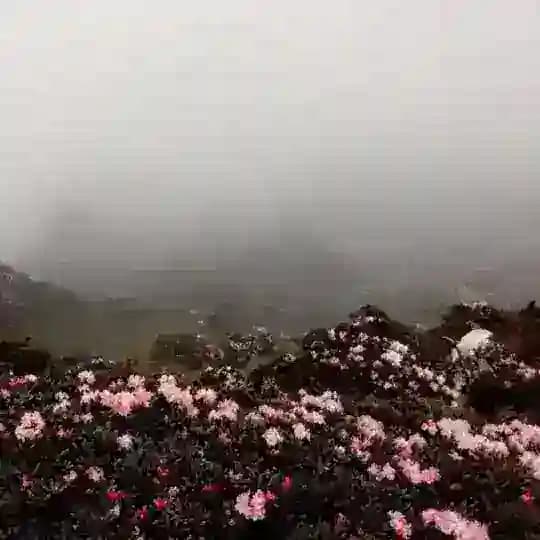 وَدَق