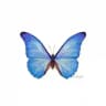 Butterfly.channel