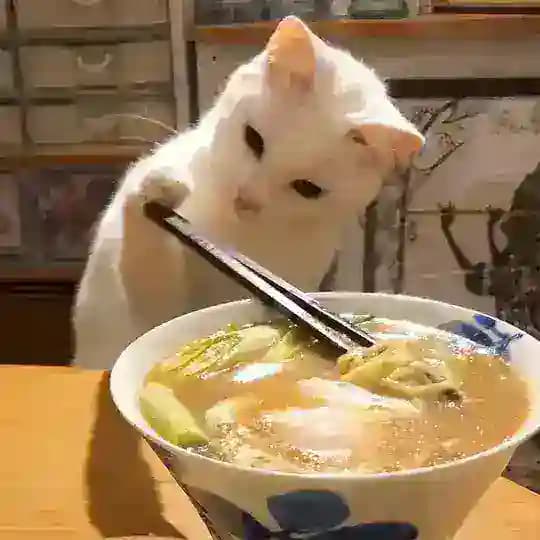 子猫とスープのボウル。。 🫕 Profile