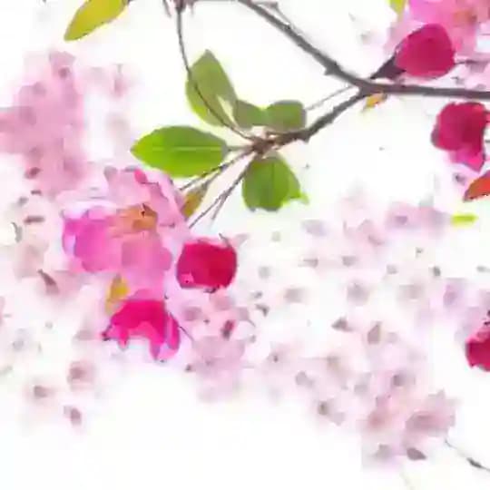 日本 AV 女优精品无码 DB多寶游戏独家冠名