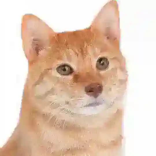 🐶 КОТЕЙКИ 🐱