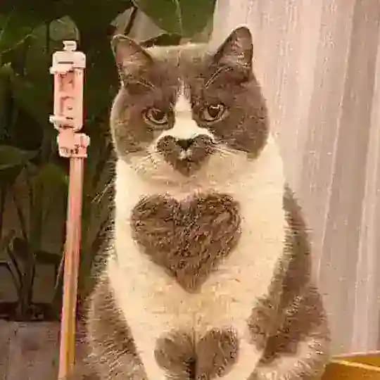 💥💗Шуɯᥙκᥴ💗💥