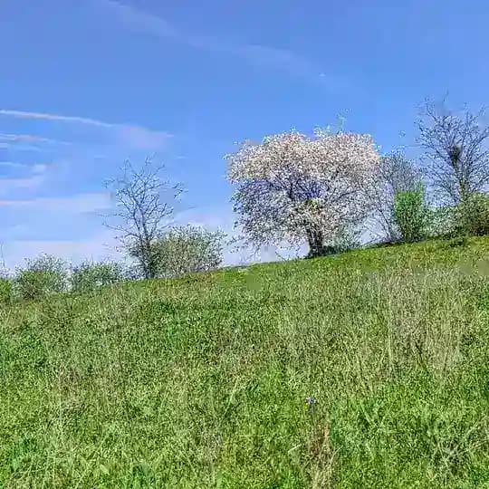 Старые чеченские песни