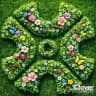 Clover Alliance