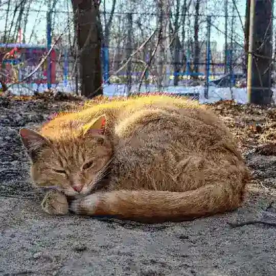 Любопытный Кот