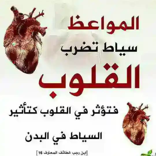 سياط القلوب (الجديدة)