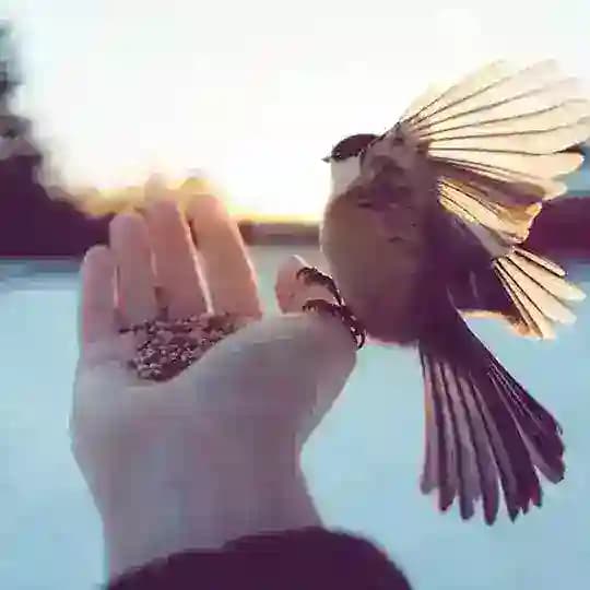 الدار أمان