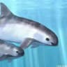 Rare/Recently Extinct animals confession