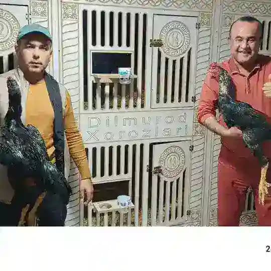 Dilmurod. horazlari