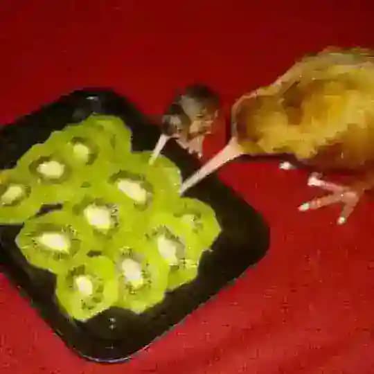 Живая легенда
