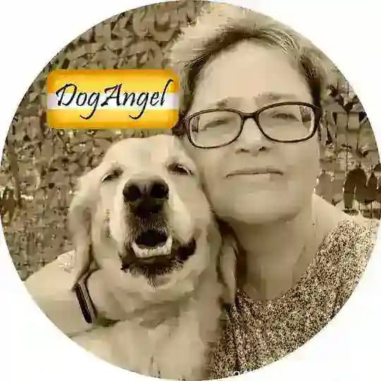 DogAngel