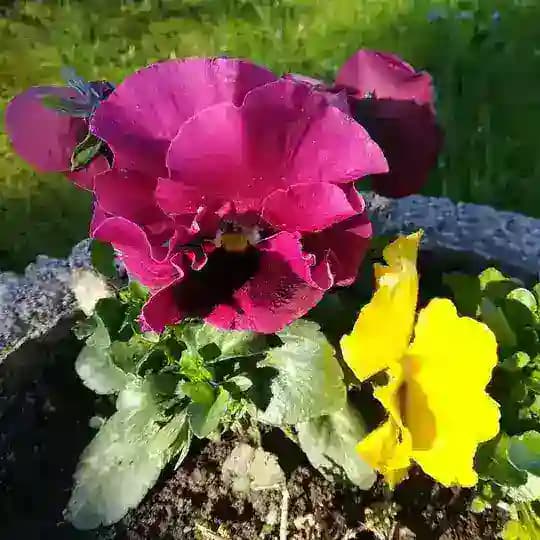 DUBRAVKA - Lebens Reise ALLUmfaßend💕 🍀🌼