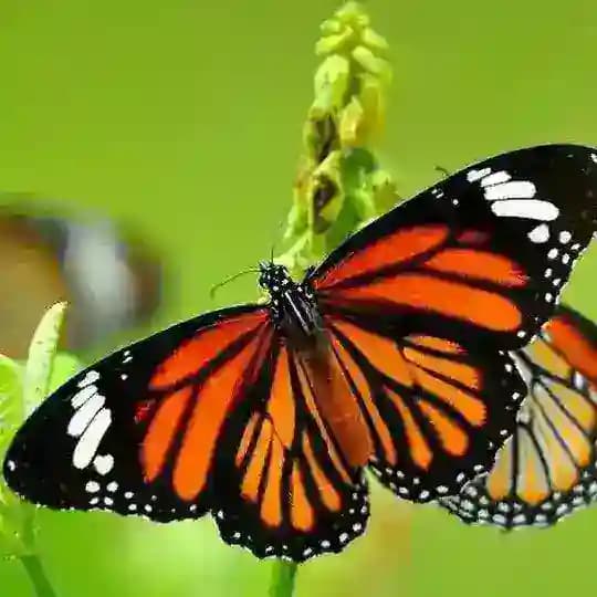 Encantos da Natureza