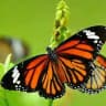 Encantos da Natureza
