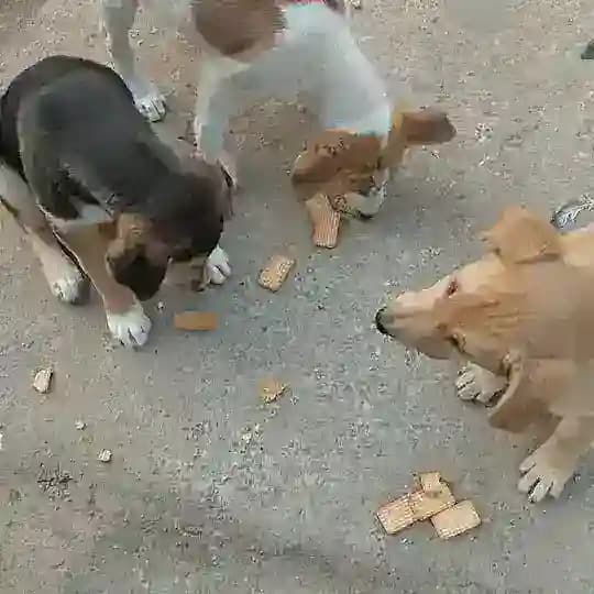 FAMP DONATION