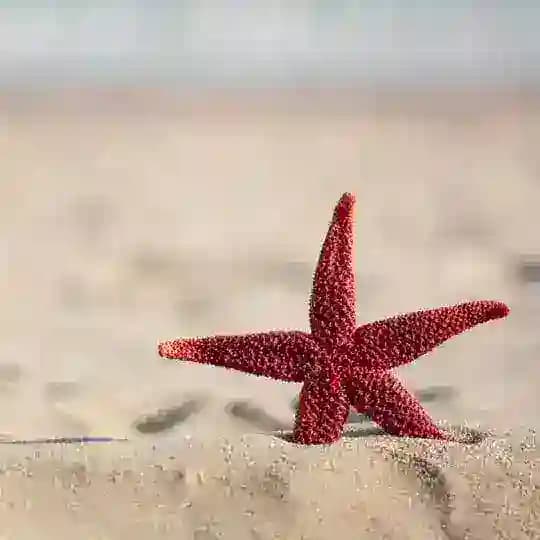 ОТЗЫВЫ