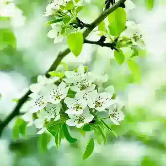 دنیای گلها