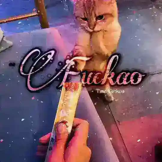 "𝙁𝙪𝙘𝙠𝙖𝙤"
