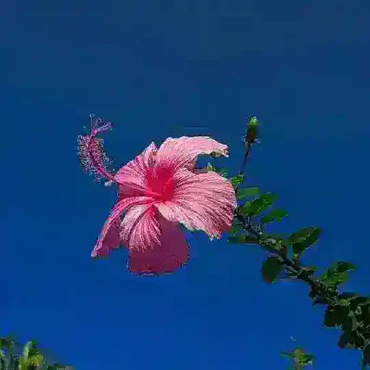 ❀ফুল❀ Profile