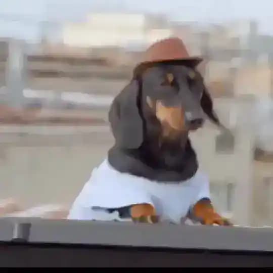 Funny Lovely Dogs