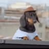 Funny Lovely Dogs