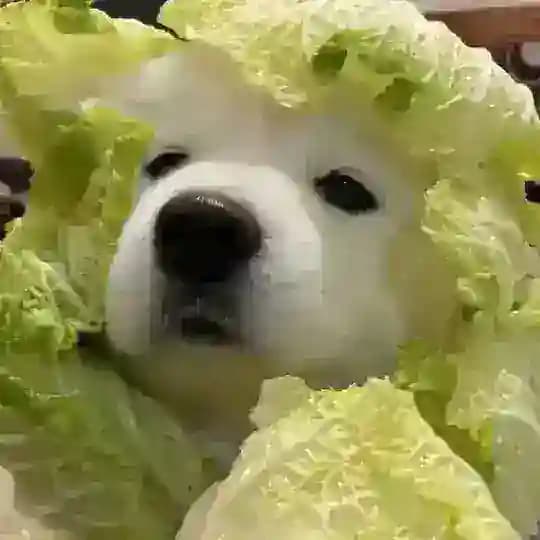 狗子嗷呜🇨🇳