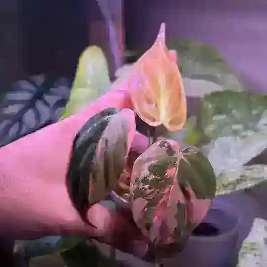 Green House💚