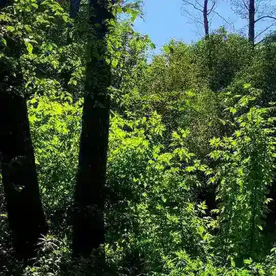 • لـ سَـيـف 🌿