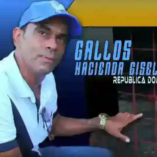 Gallos Hda Gisell
