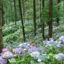 💖🌸Naturheilung und Seelenfrieden🌸💖 Profile