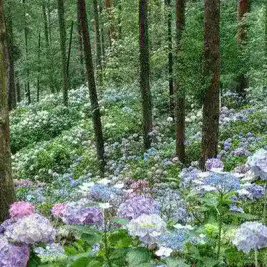 💖🌸Naturheilung und Seelenfrieden🌸💖 Profile