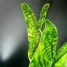 🌿 Зелёные акценты | Green accents