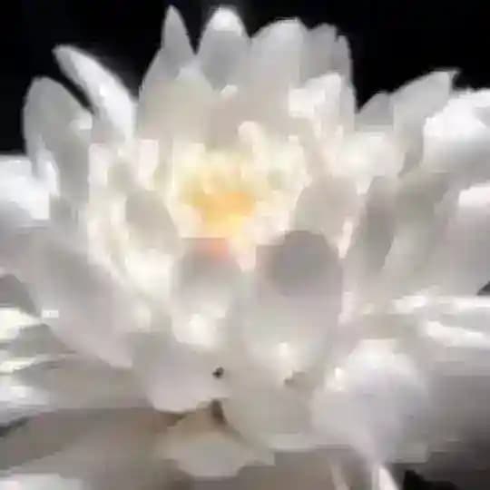 𝕳𝖊𝖗𝖟𝖊𝖓𝖘𝖜𝖆𝖍𝖗𝖍𝖊𝖎𝖙𝖊𝖓DasOriginal 🪷🧚♀️♡☀️🕉☀️♡🧚🪷