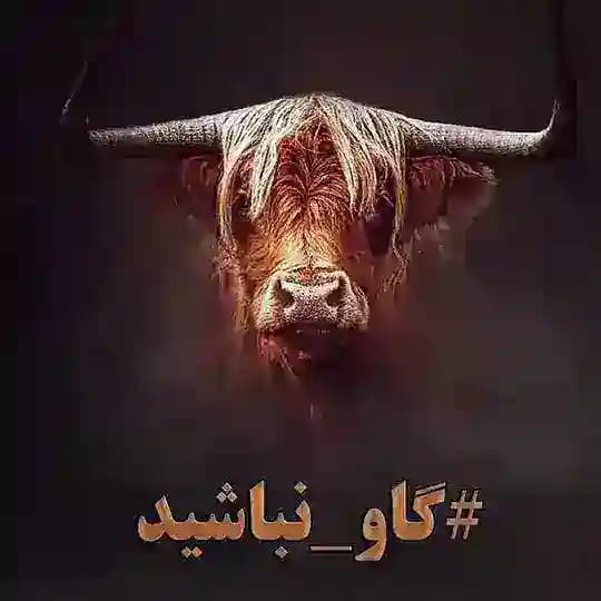 لدفن گاو نباشیم !