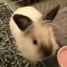 Hourly Bun