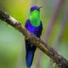 Hummingbird Heaven