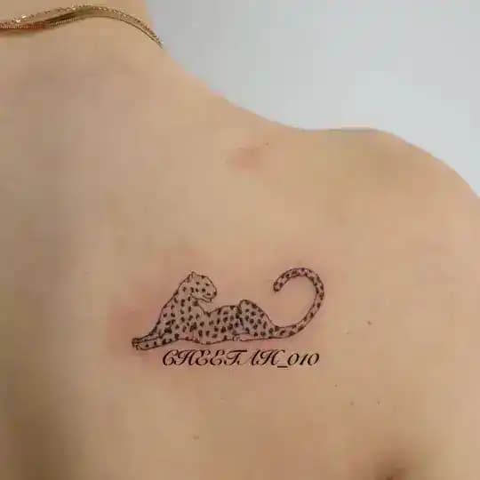 ݺ،شيتا | CHEETAH 🐆.