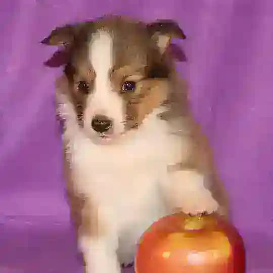 мяучело инваре беп