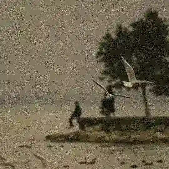 تِجي؟