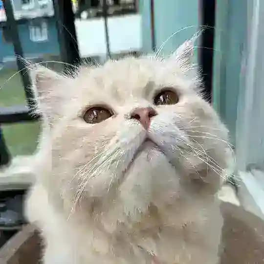 สติ๊กเกอร์ฟรี🐱