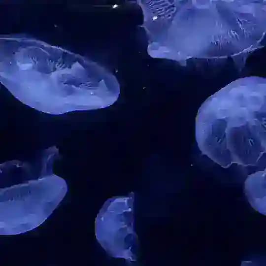 Jellyfish Profile