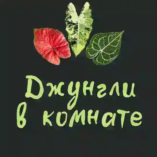 Джунгли в комнате