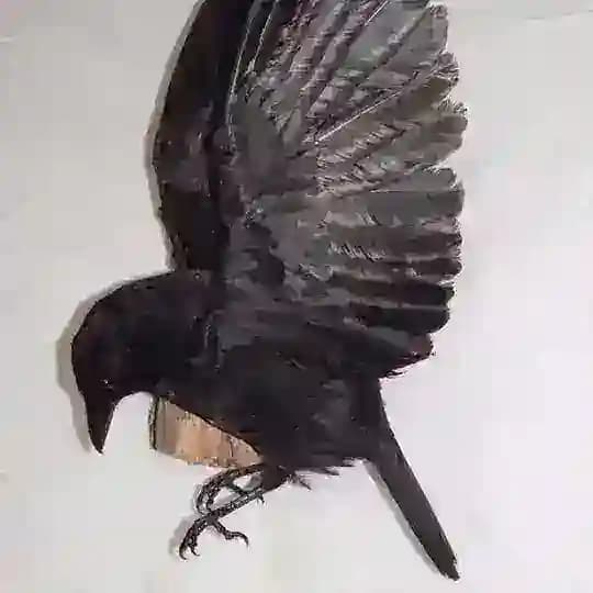 krähe