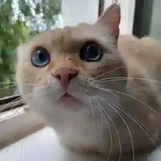 Кузбасский Зооволонтёр🐈