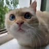 Кузбасский Зооволонтёр🐈